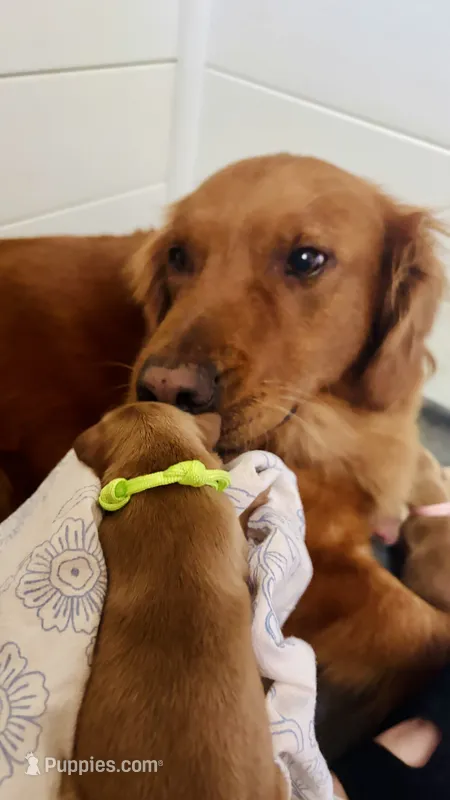 Mistletoe – Golden Retriever puppy for sale in Inman, SC