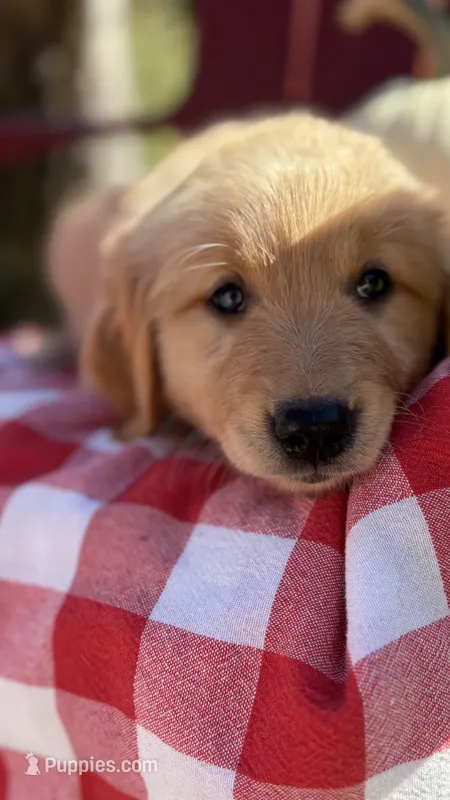 Apple, AKC FIELD GOLDEN PUREBRED – Golden Retriever puppy for sale in Inman, SC