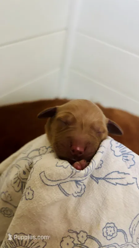 Dolly – Golden Retriever puppy for sale in Inman, SC