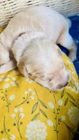 Chestnut- AKC Golden Retriever, a female Golden Retriever for sale in Inman, SC – 3 of 9