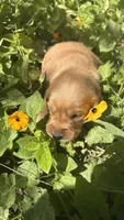 Silver Girl, a female Golden Retriever for sale in Inman, SC – 2 of 9