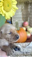 Chestnut- AKC Golden Retriever, a female Golden Retriever for sale in Inman, SC – 4 of 9