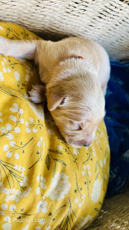 Chestnut – Golden Retriever puppy for sale in Inman, SC