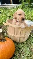 Apple, AKC FIELD GOLDEN PUREBRED, a female Golden Retriever for sale in Inman, SC – 9 of 9