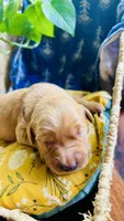 Sugar Plum AKC GOLDEN RETRIEVER, a female Golden Retriever for sale in Inman, SC – 3 of 10