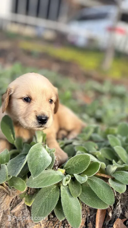 Violet – Golden Retriever puppy for sale in Inman, SC