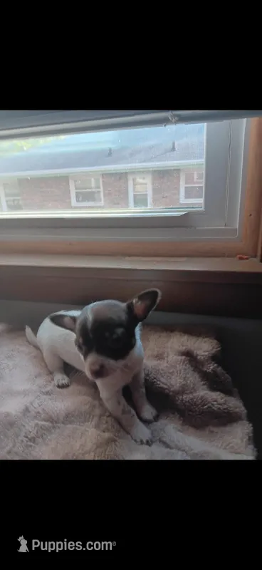 Princess  – Chihuahua puppy for sale in Rockford, IL