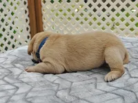 Moose (blue), a male Labrador Retriever for sale in Elk, WA – 3 of 3