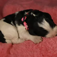 Pink Collar, a female Bernedoodle and Miniature Bernedoodle for sale in Langley, WA – Photo 4 of 6