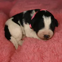 Pink Collar, a female Bernedoodle and Miniature Bernedoodle for sale in Langley, WA – Photo 2 of 6