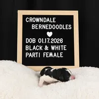 Pink Collar, a female Bernedoodle and Miniature Bernedoodle for sale in Langley, WA – Photo 6 of 6