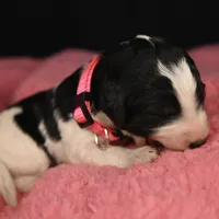 Pink Collar, a female Bernedoodle and Miniature Bernedoodle for sale in Langley, WA – Photo 3 of 6