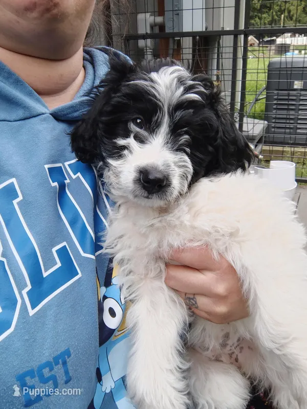 Pink Collar – Bernedoodle, Miniature Bernedoodle puppy for sale in Langley, WA