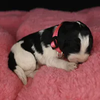 Pink Collar, a female Bernedoodle and Miniature Bernedoodle for sale in Langley, WA – Photo 5 of 6