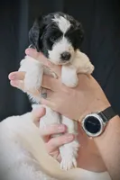 Bean (pink collar), a female Bernedoodle and Miniature Bernedoodle for sale in Langley, WA – Photo 1 of 6