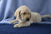 Biscuit (gray collar), a male Labrador Retriever for sale in Elk, WA – 3 of 9