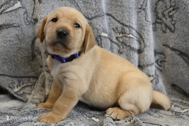 Hazel (purple collar) – Labrador Retriever puppy for sale in Elk, WA