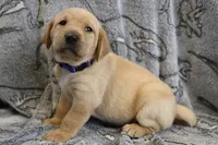 Hazel (purple collar), a female Labrador Retriever for sale in Elk, WA – 6 of 9