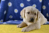Poppy (teal collar), a female Labrador Retriever for sale in Elk, WA – 4 of 8
