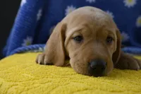 Hazel (purple collar), a female Labrador Retriever for sale in Elk, WA – 1 of 9