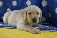 Poppy (teal collar), a female Labrador Retriever for sale in Elk, WA – 2 of 8