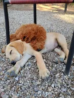 Green Collar, a male Labrador Retriever for sale in Elk, WA – 3 of 5
