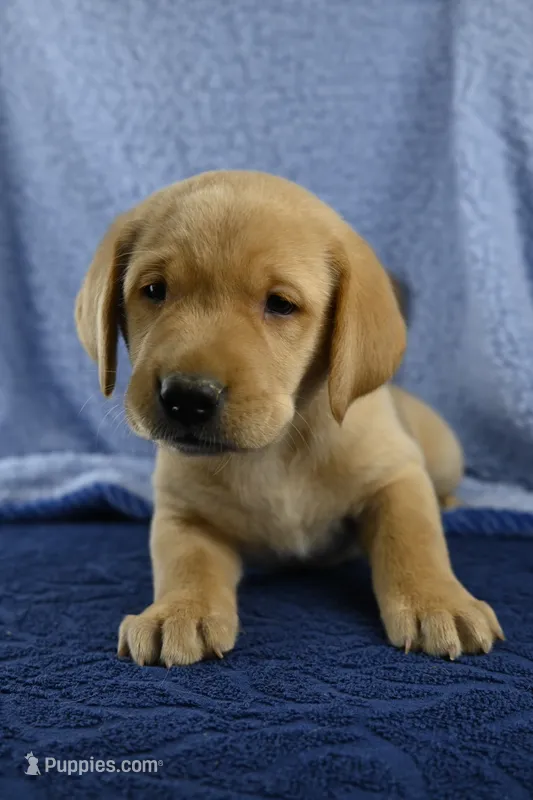 Moose (blue) – Labrador Retriever puppy for sale in Elk, WA