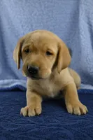 Moose (blue), a male Labrador Retriever for sale in Elk, WA – 1 of 10