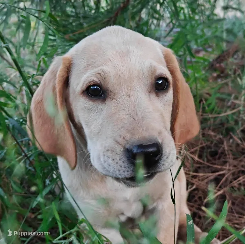 Green Collar – Labrador Retriever puppy for sale in Elk, WA