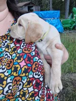 Yellow Collar, a female Labrador Retriever for sale in Elk, WA – 2 of 3