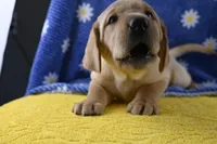 Hazel (purple collar), a female Labrador Retriever for sale in Elk, WA – 3 of 9