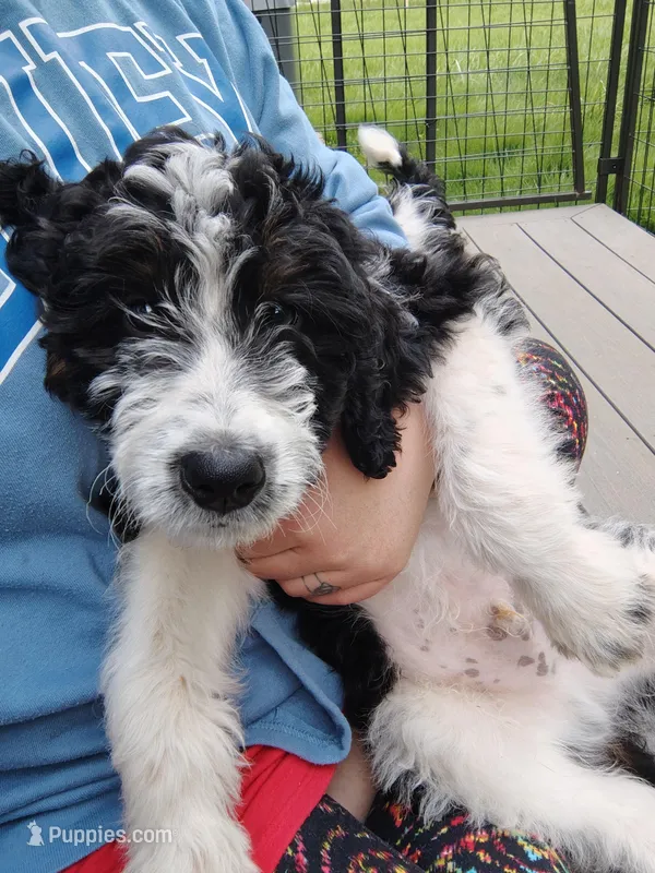 Red Collar – Bernedoodle, Miniature Bernedoodle puppy for sale in Langley, WA