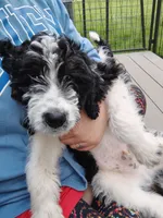 Red Collar, a male Bernedoodle and Miniature Bernedoodle for sale in Langley, WA – Photo 1 of 7