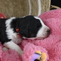 Red Collar, a male Bernedoodle and Miniature Bernedoodle for sale in Langley, WA – Photo 3 of 7