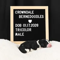 Red Collar, a male Bernedoodle and Miniature Bernedoodle for sale in Langley, WA – Photo 7 of 7