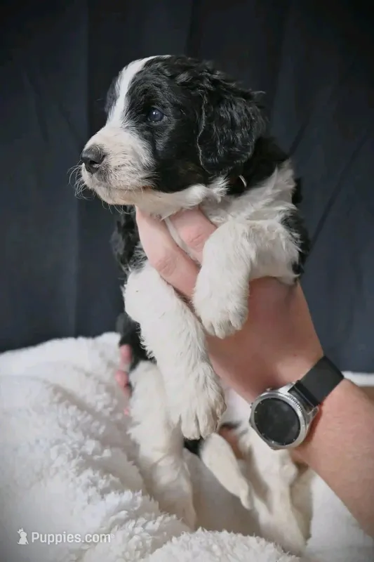 Teddy (red collar) – Bernedoodle, Miniature Bernedoodle puppy for sale in Langley, WA