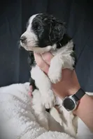 Teddy (red collar), a male Bernedoodle and Miniature Bernedoodle for sale in Langley, WA – Photo 1 of 7
