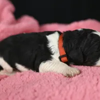 Red Collar, a male Bernedoodle and Miniature Bernedoodle for sale in Langley, WA – Photo 5 of 7