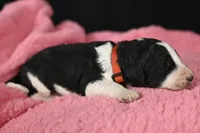 processed/aef3f700-6f0e-4eb6-966a-db20c6f7ae70/listing/28f66a41-cb95-4773-87ff-3bd924ed7713/9136441f-dbf7-41d8-94dc-2bae9d159b9d