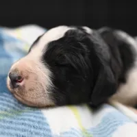 Red Collar, a male Bernedoodle and Miniature Bernedoodle for sale in Langley, WA – Photo 2 of 7