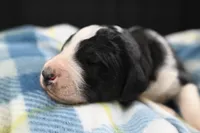 processed/aef3f700-6f0e-4eb6-966a-db20c6f7ae70/listing/28f66a41-cb95-4773-87ff-3bd924ed7713/bd40e93c-f2df-41a6-aa5c-0462d9724c6c