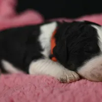 Red Collar, a male Bernedoodle and Miniature Bernedoodle for sale in Langley, WA – Photo 4 of 7
