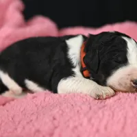 Red Collar, a male Bernedoodle and Miniature Bernedoodle for sale in Langley, WA – Photo 6 of 7