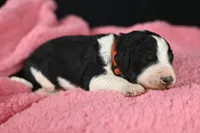 processed/aef3f700-6f0e-4eb6-966a-db20c6f7ae70/listing/28f66a41-cb95-4773-87ff-3bd924ed7713/df4dbb49-8543-4e8f-a09b-e50c77d9905d