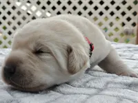 Maple (red collar), a male Labrador Retriever for sale in Elk, WA – 2 of 3