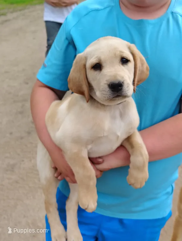 Yellow Collar – Labrador Retriever puppy for sale in Elk, WA