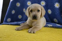 Honey (pink collar), a female Labrador Retriever for sale in Elk, WA – 3 of 9