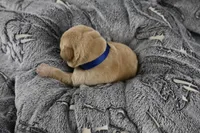 Blue Collar, a male Labrador Retriever for sale in Elk, WA – 7 of 7