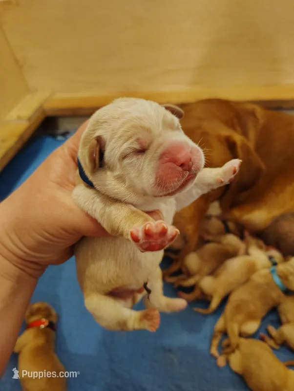 Blue Collar – Labrador Retriever puppy for sale in Elk, WA