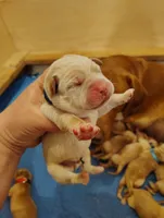 Blue Collar, a male Labrador Retriever for sale in Elk, WA – Photo 1 of 2